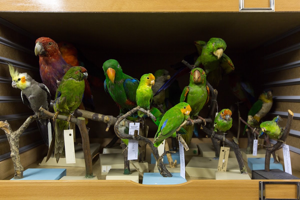Naturhistorisches Museum Basel