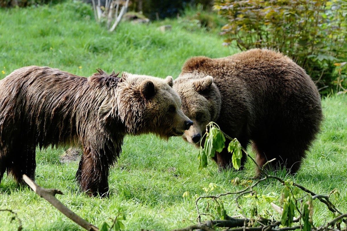 Heimat-Tierpark Olderdissen