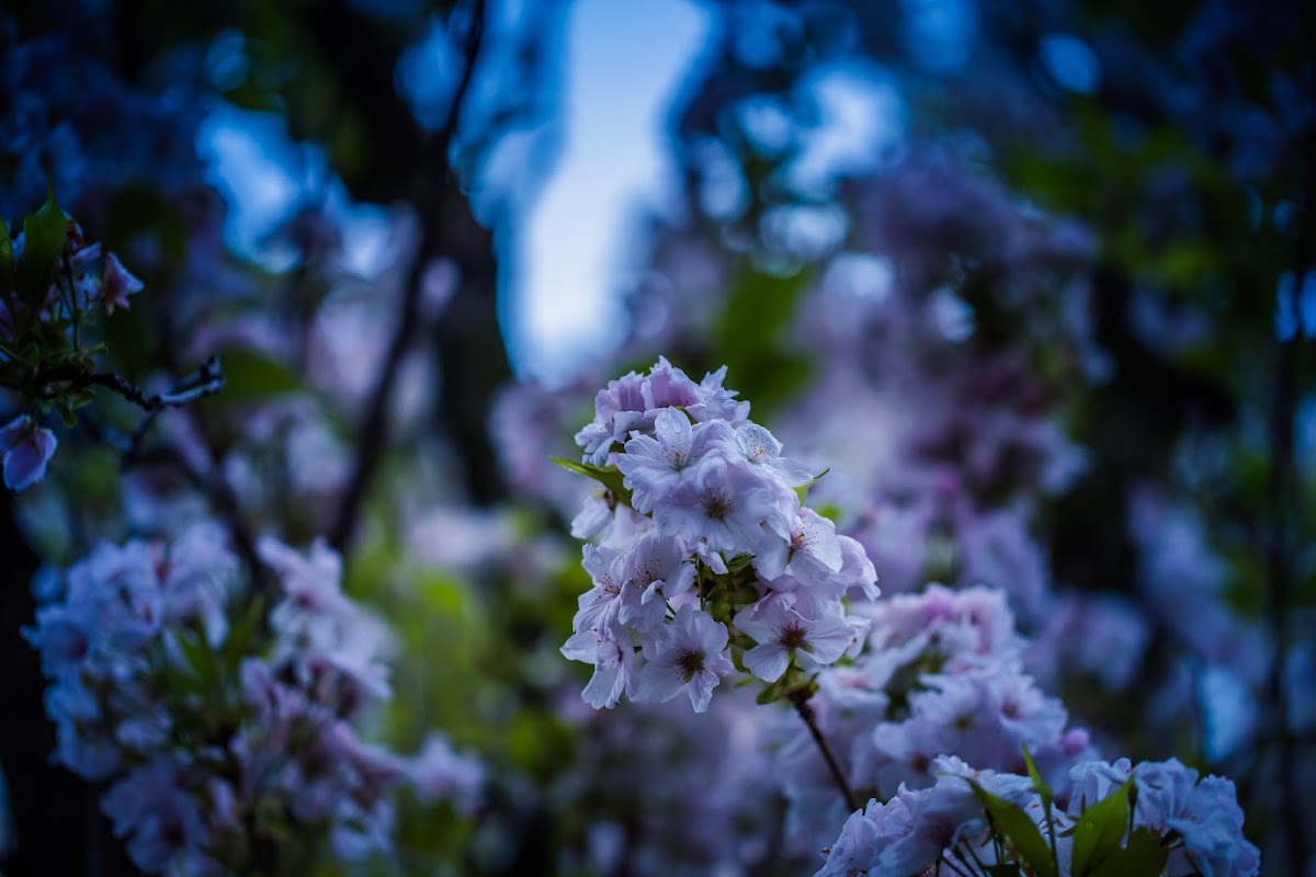 Kirschblüte Bonn | Cherry Blossom Bonn