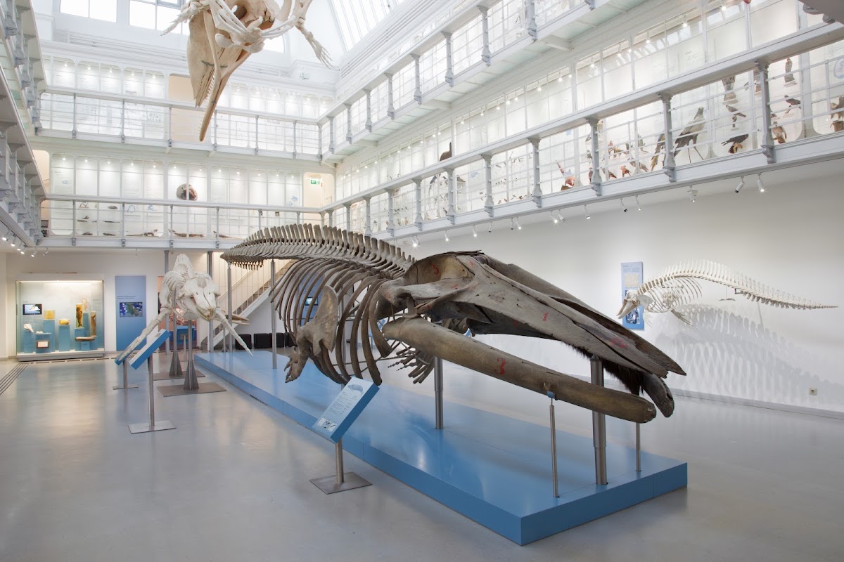 Zoologisches Museum Kiel