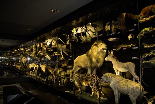 Staatliches Naturhistorisches Museum