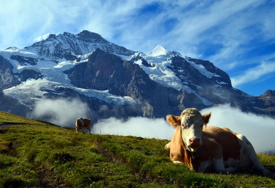 Kuh liegt auf einer Weide mit Bergpanorama im Hintergrund